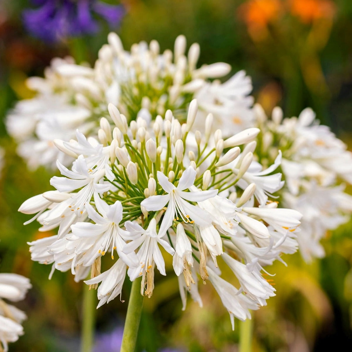 AGAPANTHUS AFRICANUS ALBUS VASO 19CM