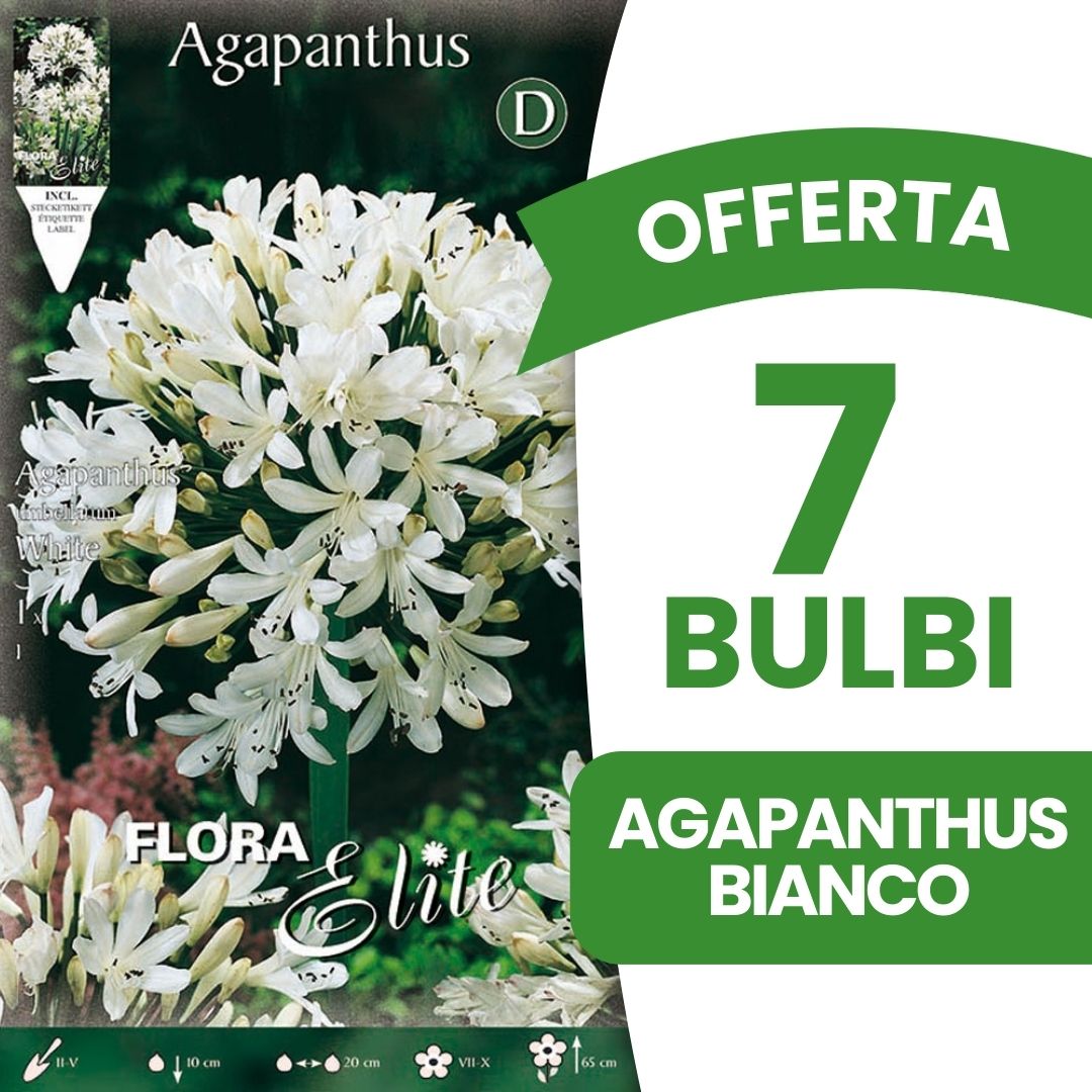 OFFERTA 7 BULBI AGAPANTHUS BIANCO