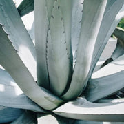 Agave Americana in vaso da 18cm