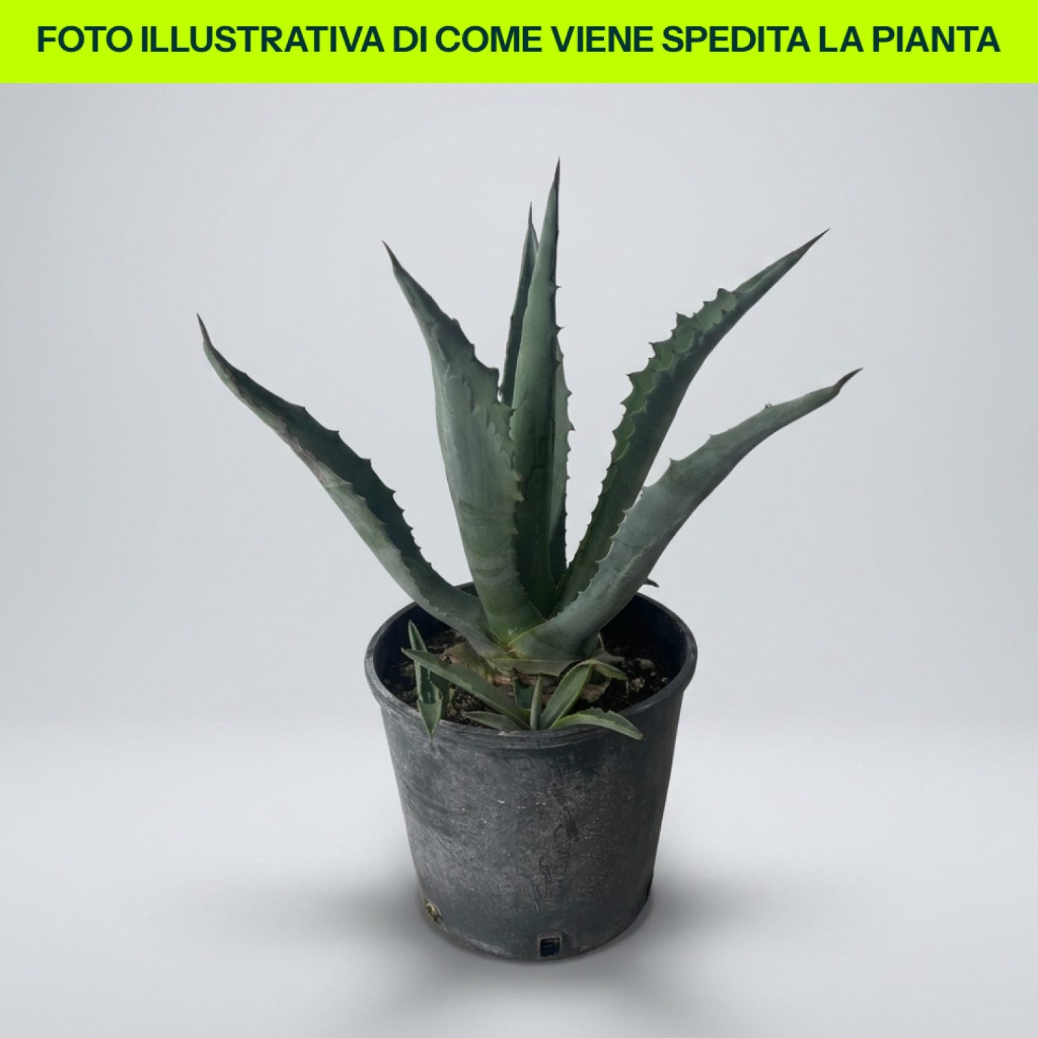 Agave Americana in vaso da 18cm