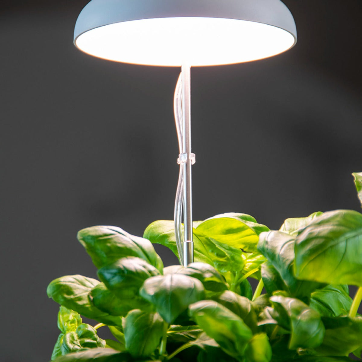 LAMPADA PER CRESCITA PIANTE BIANCA IN ACCIAIO