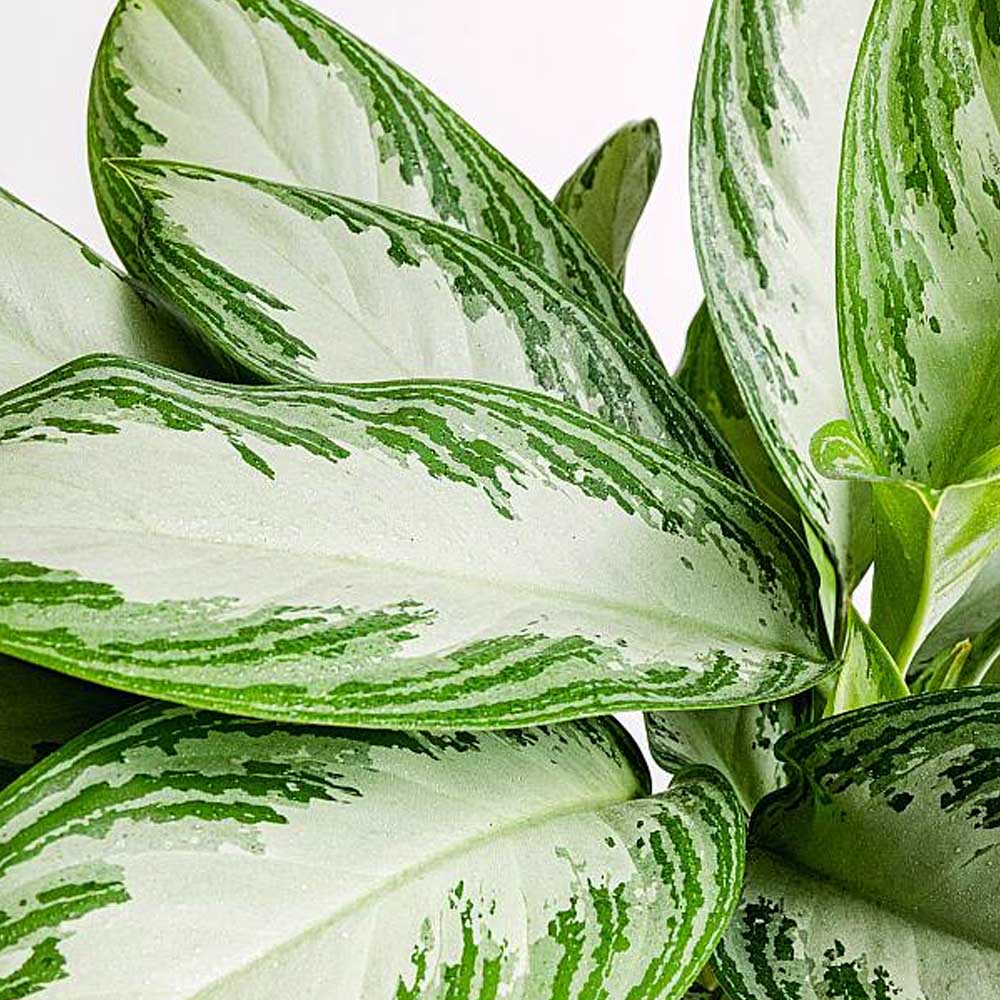 AGLAONEMA SILVER BAY VASO 12CM