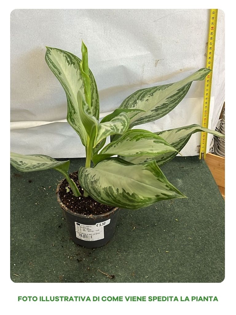 AGLAONEMA SILVER BAY VASO 12CM