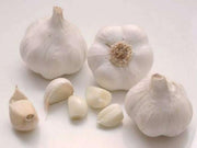 AGLIO BIANCO (CONFEZIONE DA 6 TESTE DA INTERRARE)