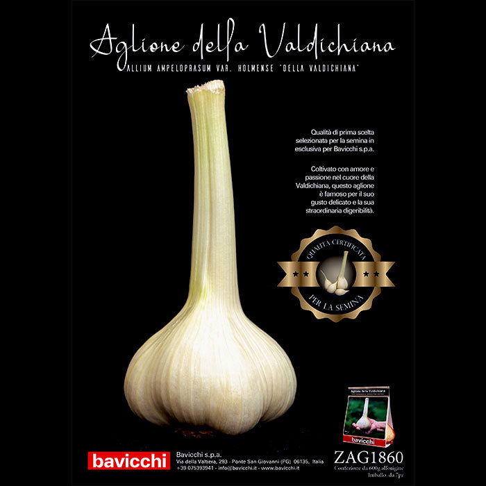 AGLIONE DELLA VALDICHIANA
