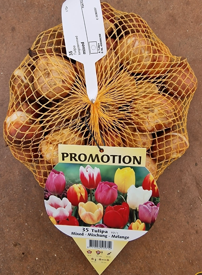 OFFERTA  35 TULIPANI MIX COLORI