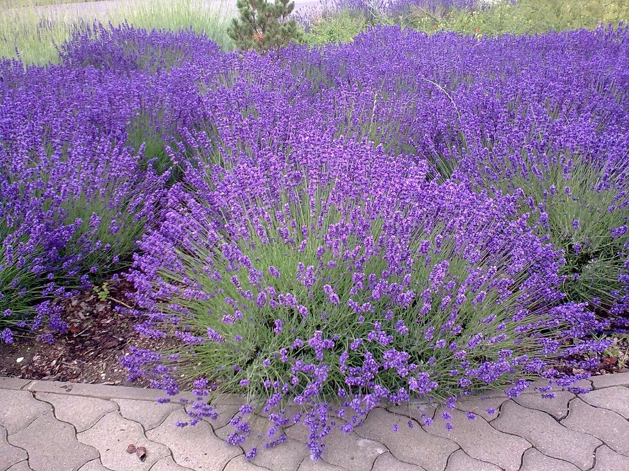 OFFERTA 3 PIANTE DI LAVANDA VASO 14CM