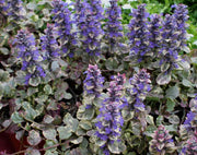 3 PIANTE DI AJUGA BURGUNDY GLOW VASO 13CM