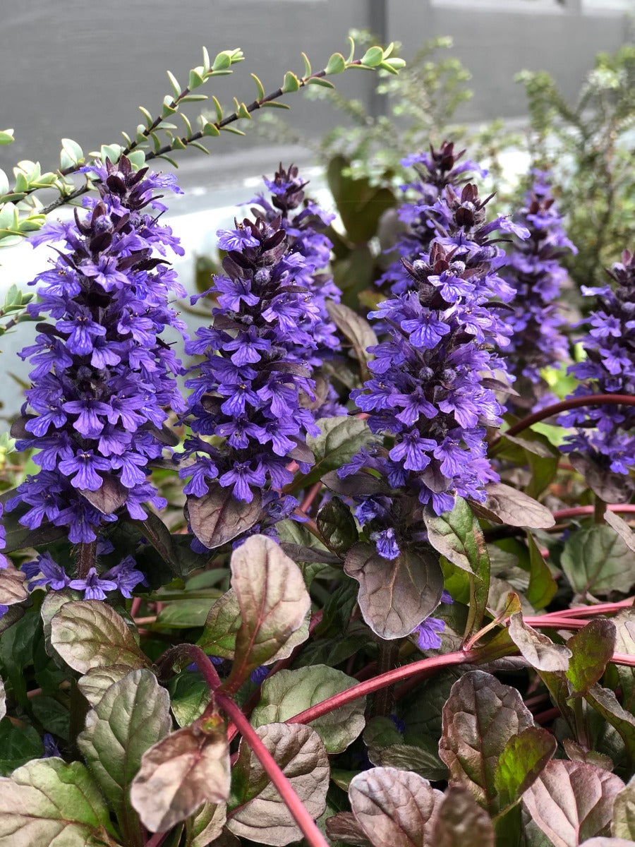 AJUGA REPTANS BLACK SCALLOP VASO 17CM