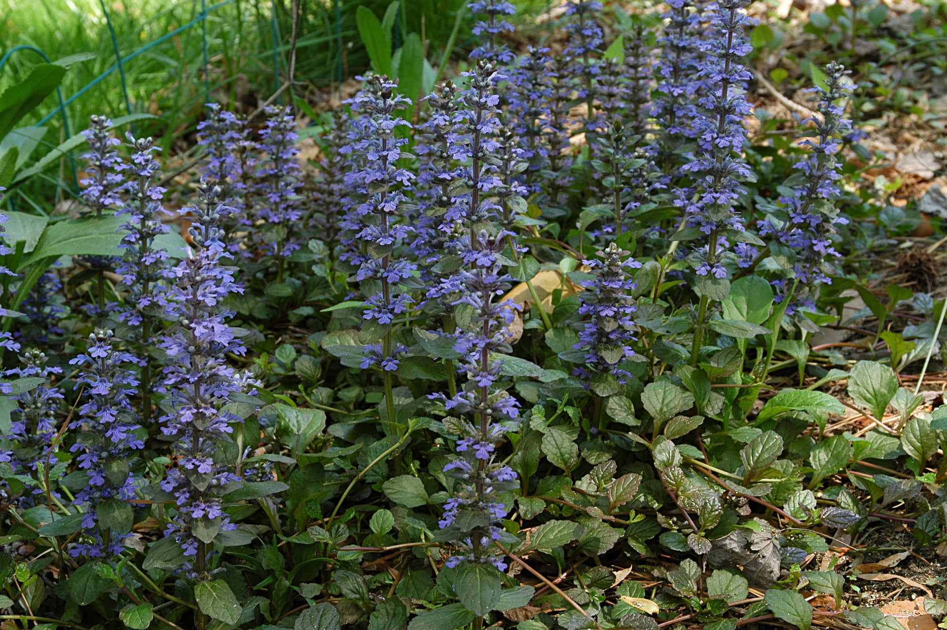 3 PIANTE DI AJUGA BURGUNDY GLOW VASO 13CM