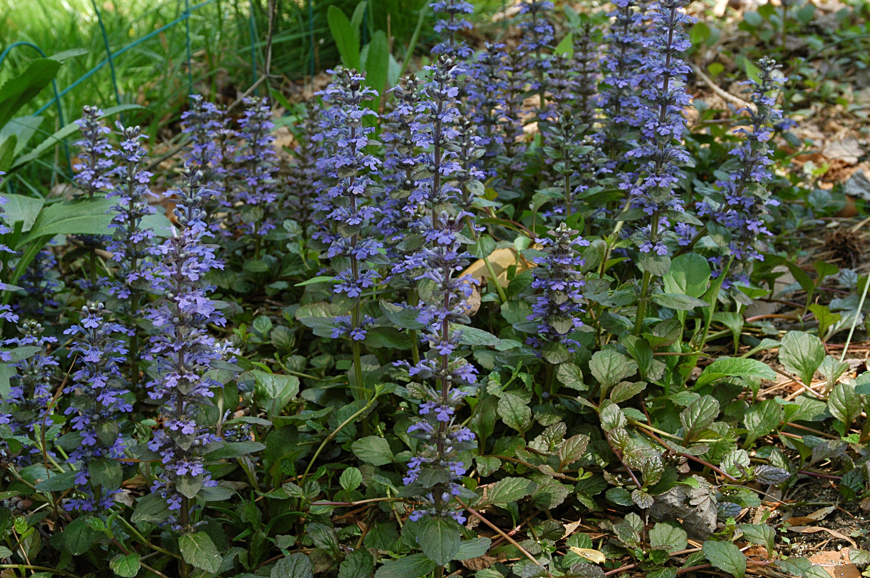 3 PIANTE DI AJUGA BURGUNDY GLOW VASO 13CM