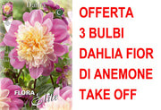 OFFERTA 3 BULBI DAHLIA FIOR DI ANEMONE TAKE OFF