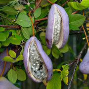 Akebia Quinata in vaso da 15cm