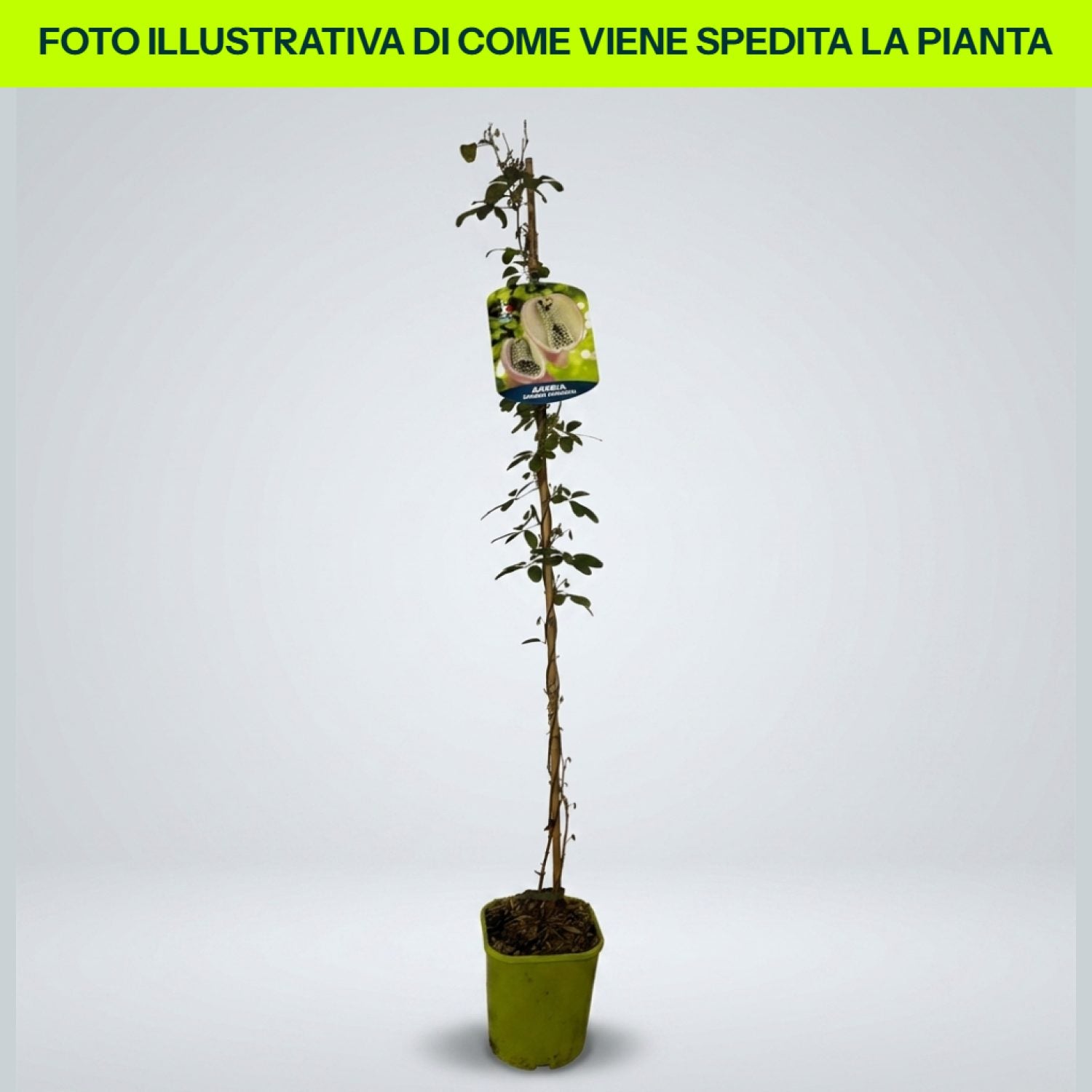 Akebia Quinata in vaso da 15cm