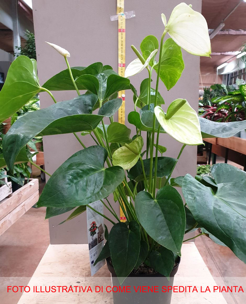 ANTHURIUM ALASKA BIANCO IN VASO 17CM