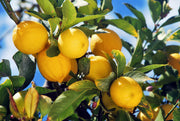 LIMONE CITRUS LIMON IN VASO 20CM