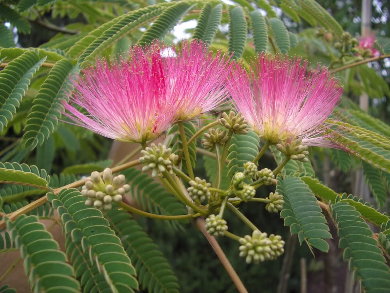 ALBIZIA JULIBRISSIN ROSEA MIMOSA DI COSTANTINOPOLI VASO DA 14CM