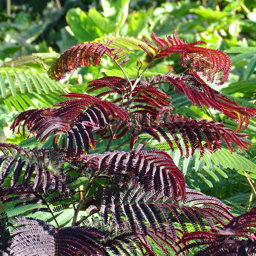 ALBIZIA JULIBRISSIN SUMMER CHOCOLATE IN VASO DA 19CM
