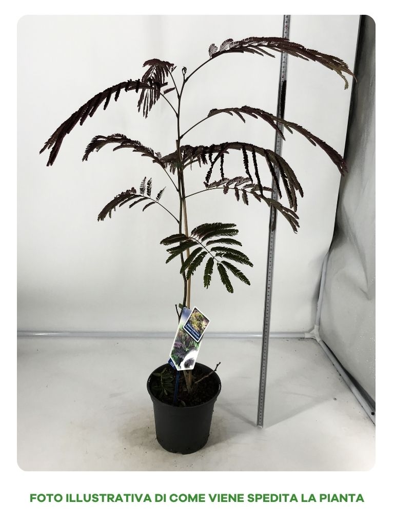 ALBIZIA JULIBRISSIN SUMMER CHOCOLATE IN VASO DA 19CM