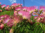 ALBIZIA JULIBRISSIN ROSEA MIMOSA DI COSTANTINOPOLI VASO DA 14CM
