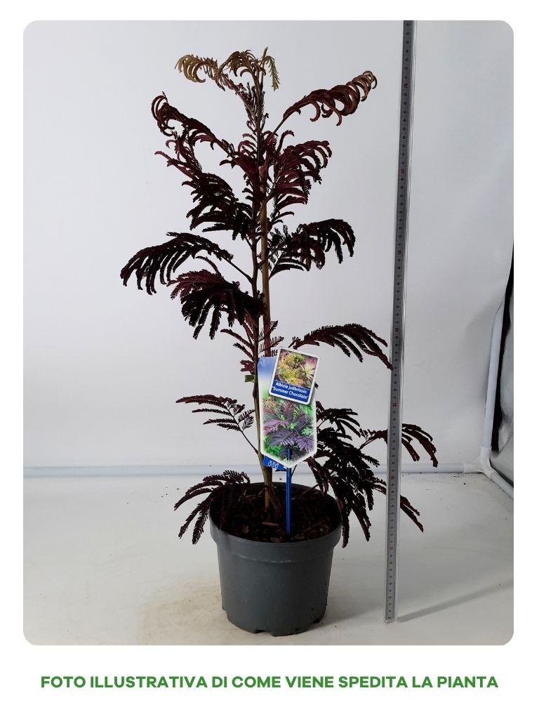 ALBIZIA JULIBRISSIN SUMMER CHOCOLATE IN VASO DA 19CM