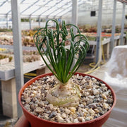 ALBUCA SPIRALIS VASO 10CM