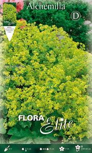 ALCHEMILLA MOLLIS (CONFEZIONE DA 3 BULBI)