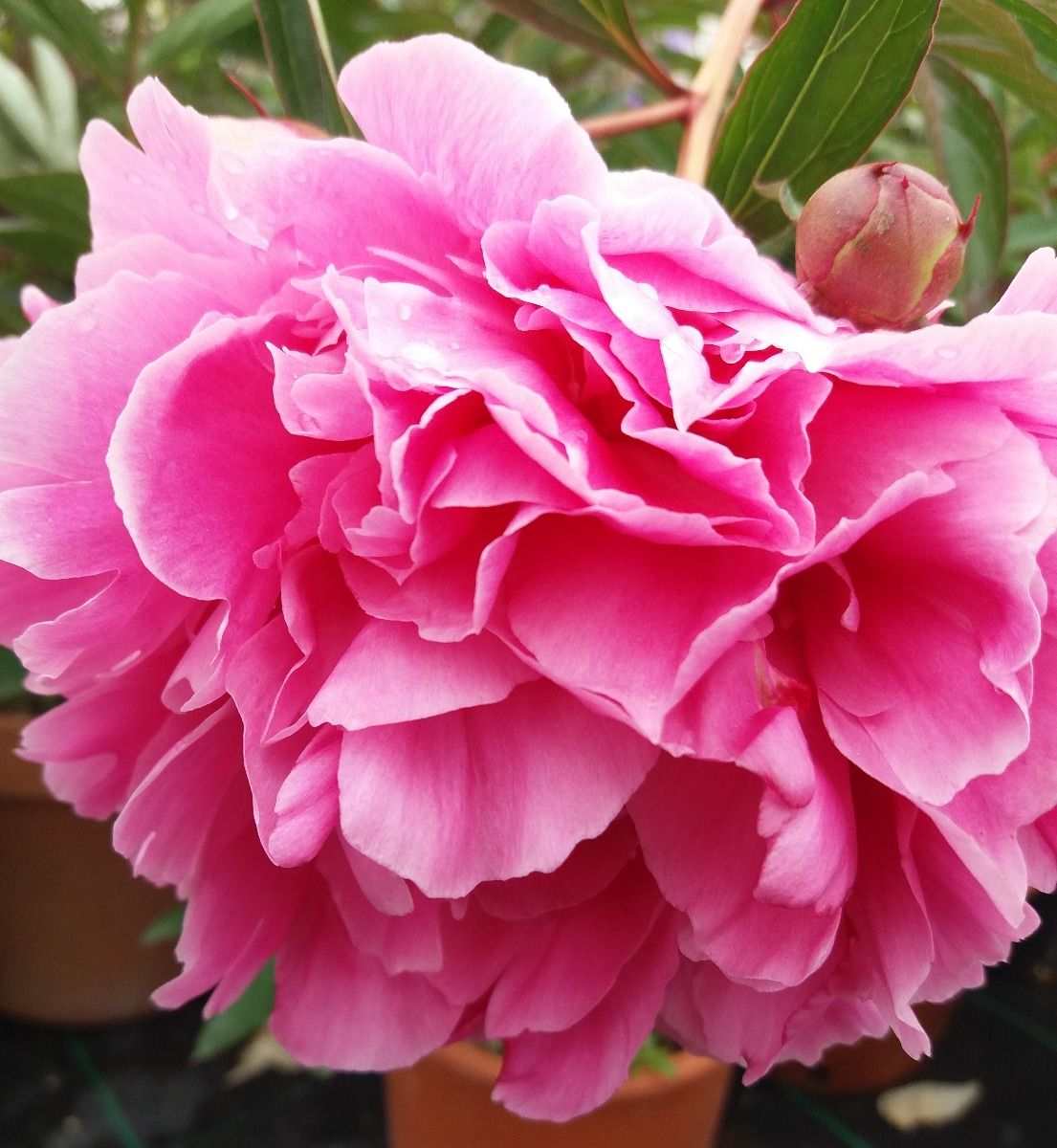PEONIA LACTIFLORA ALEXANDER FLEMING VASO 13CM