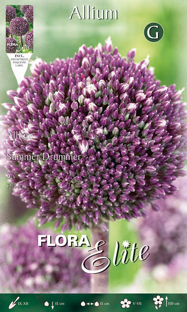 BULBI ALLIUM SUMMER DRUMMER (CONFEZIONE DA 5 BULBI)