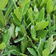 ALLORO LAURUS NOBILIS VASO 14CM