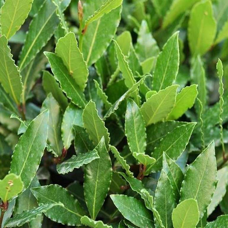 ALLORO LAURUS NOBILIS VASO 14CM