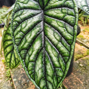 ALOCASIA DRAGON IN CIOTOLA 17CM