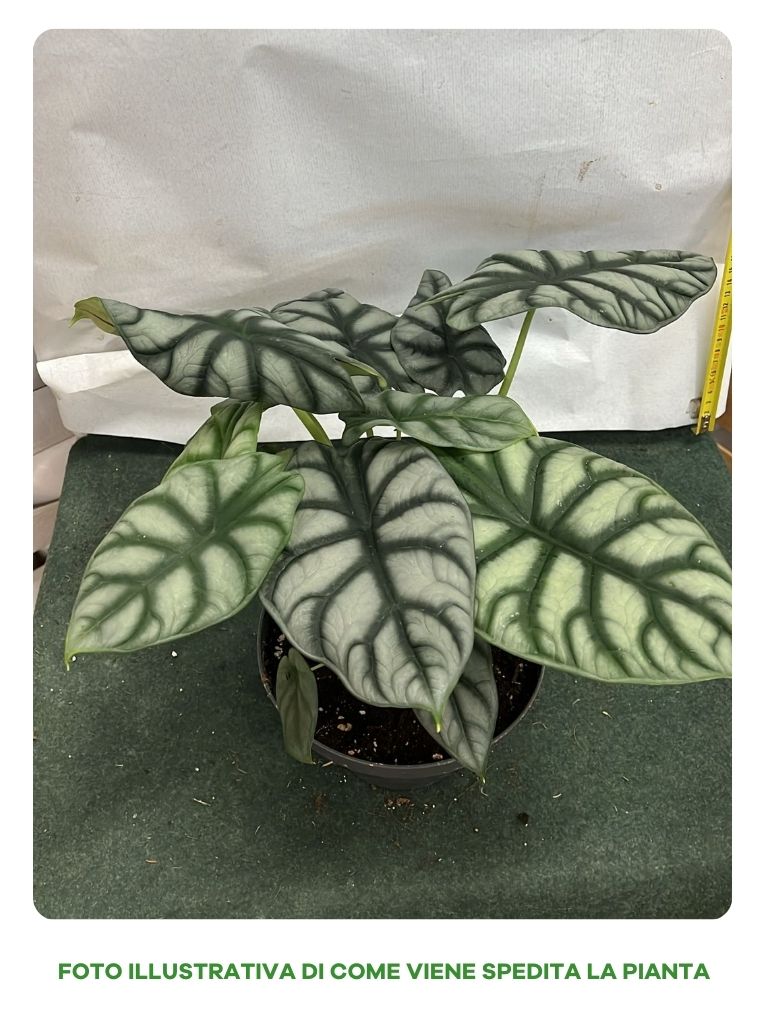 ALOCASIA DRAGON IN CIOTOLA 17CM