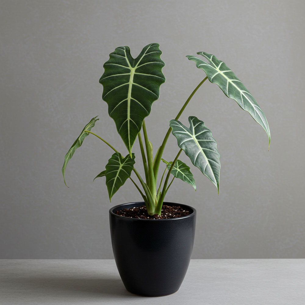 ALOCASIA LAUTERBRACHIANA VASO 19CM