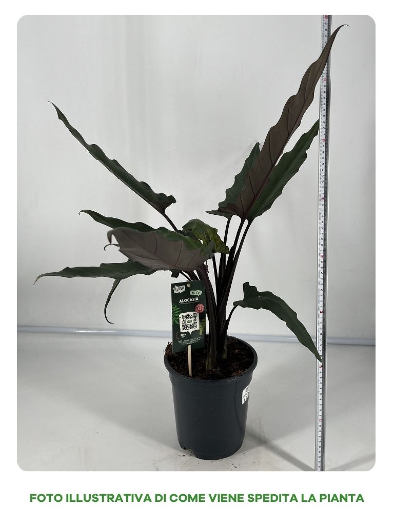 ALOCASIA LAUTERBRACHIANA VASO 19CM