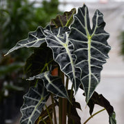 ALOCASIA POLLY IN VASO DA 12CM