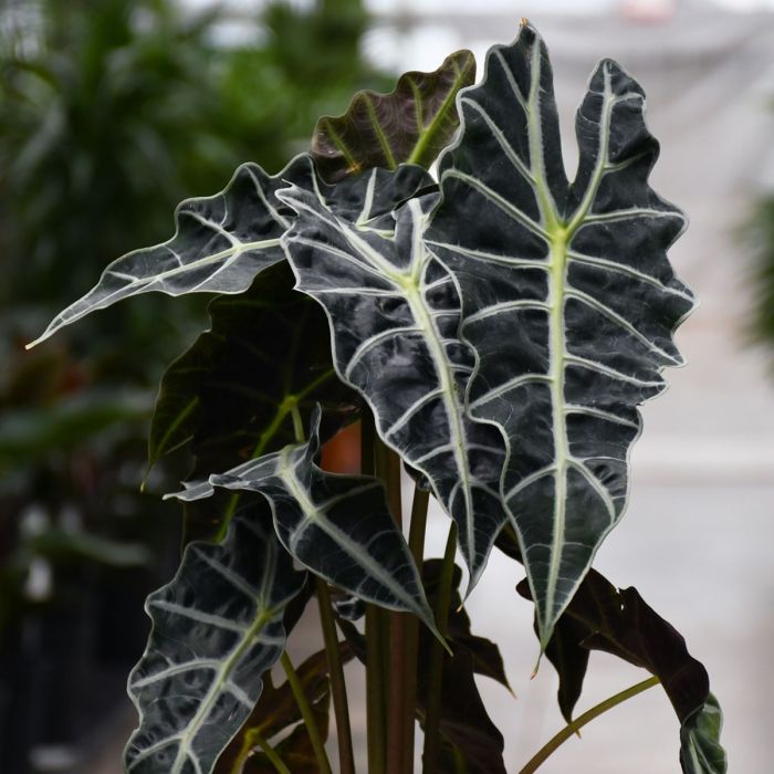 ALOCASIA POLLY IN VASO DA 12CM
