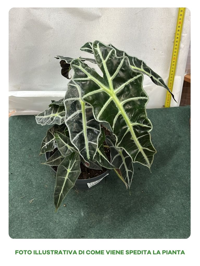 ALOCASIA POLLY ORECCHIE DA ELEFANTE CIOTOLINA 17CM
