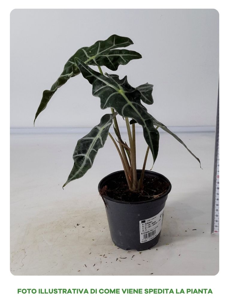 ALOCASIA POLLY IN VASO DA 12CM