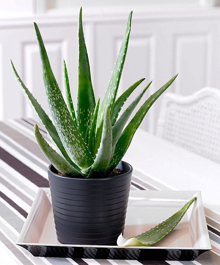 ALOE VERA IN VASO 15CM