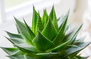 ALOE MIX IN VASO 10CM VARIETA' ASSORTITE