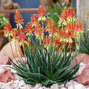 ALOE SAFARI SUNRISE IN VASO 19CM