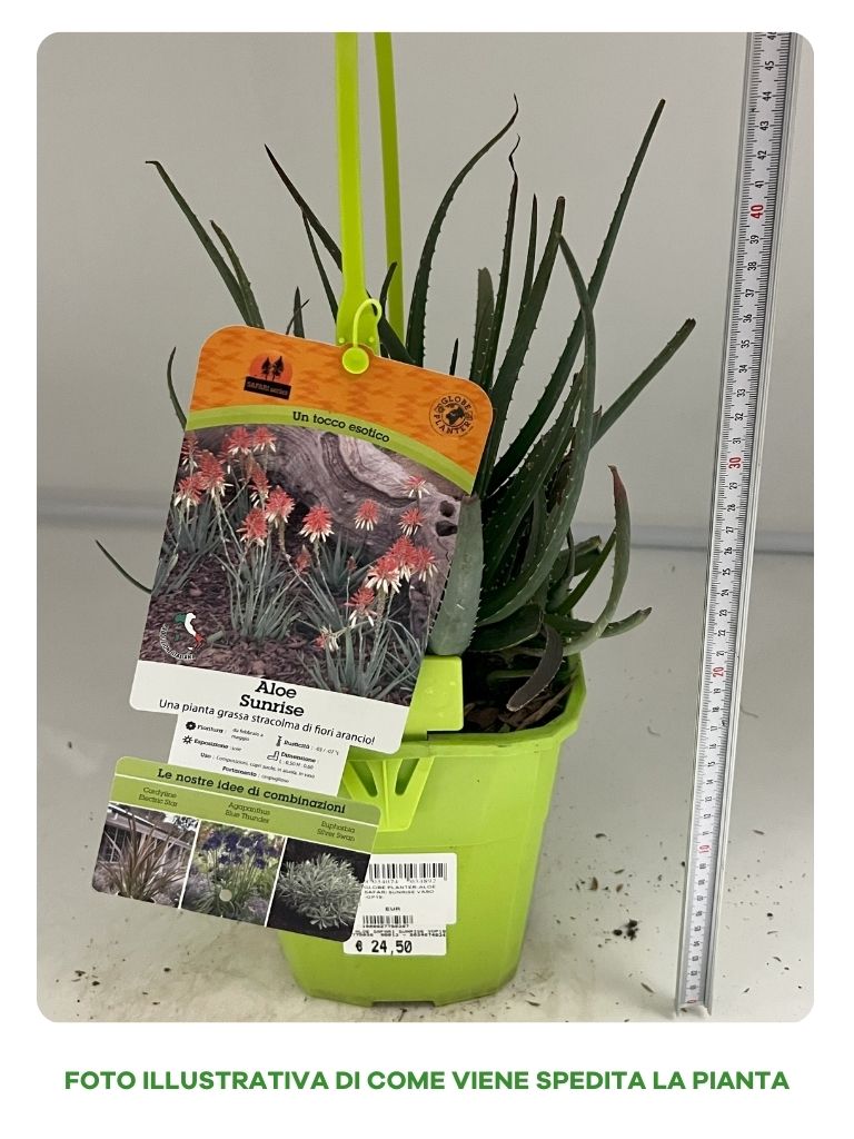 ALOE SAFARI SUNRISE IN VASO 19CM