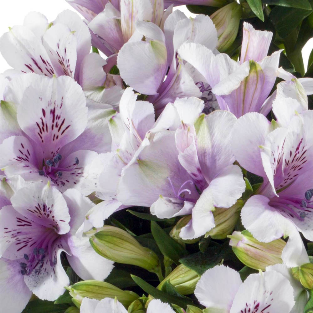 ALSTROEMERIA IN VASO A BASKET DA 18CM