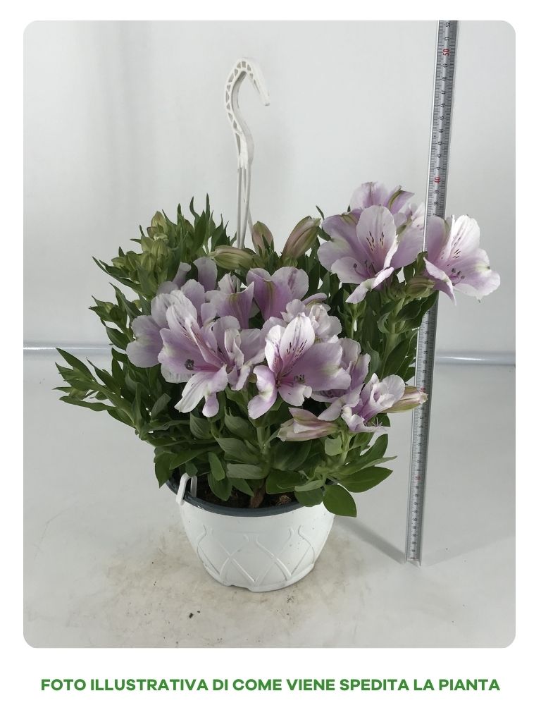 ALSTROEMERIA IN VASO A BASKET DA 18CM