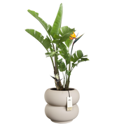 Vaso Amber Roll Low D 43 x H 40 cm Beige ELHO