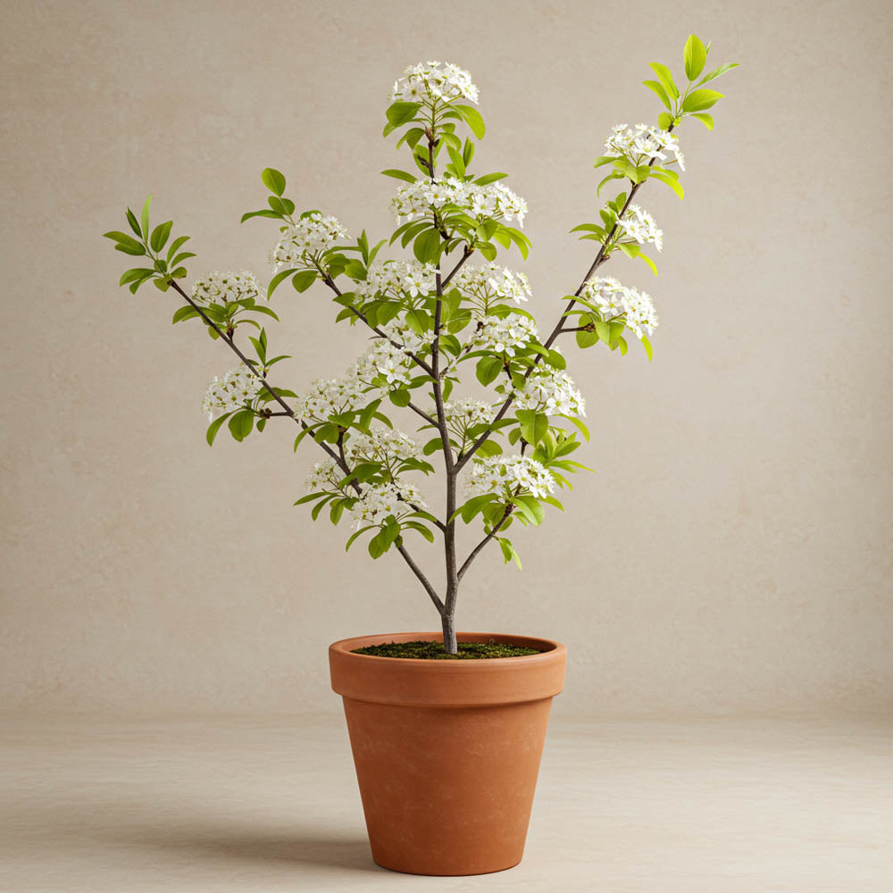 AMELANCHIER LAMARKII BIANCA IN VASO 26CM