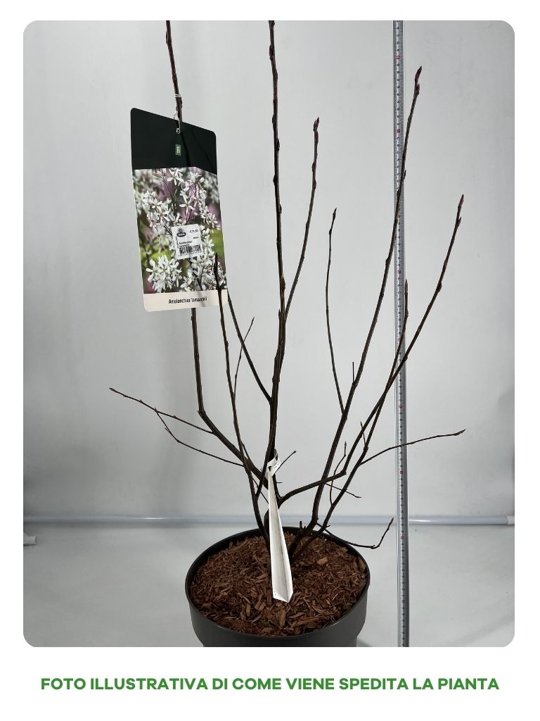 AMELANCHIER LAMARKII BIANCA IN VASO 26CM