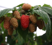 LAMPONE ROSSO AMIRA (1 PIANTA)