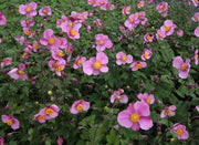 ANEMONE HUPEHENSIS PRAECOX VASO 17CM